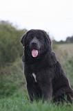 DOGUE DU TIBET 666